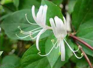 金银花提取液